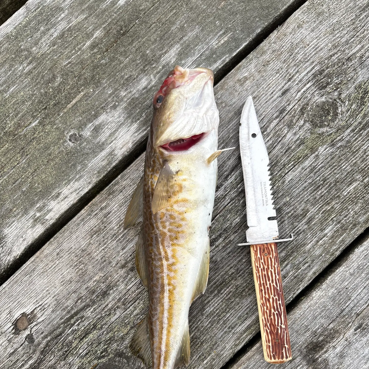 Atlantic cod caught on Fishbrain