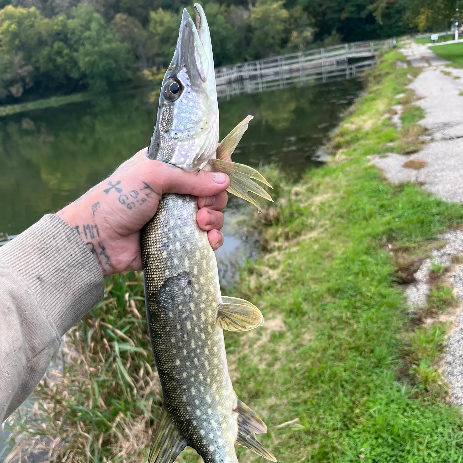Northern pike caught on Fishbrain