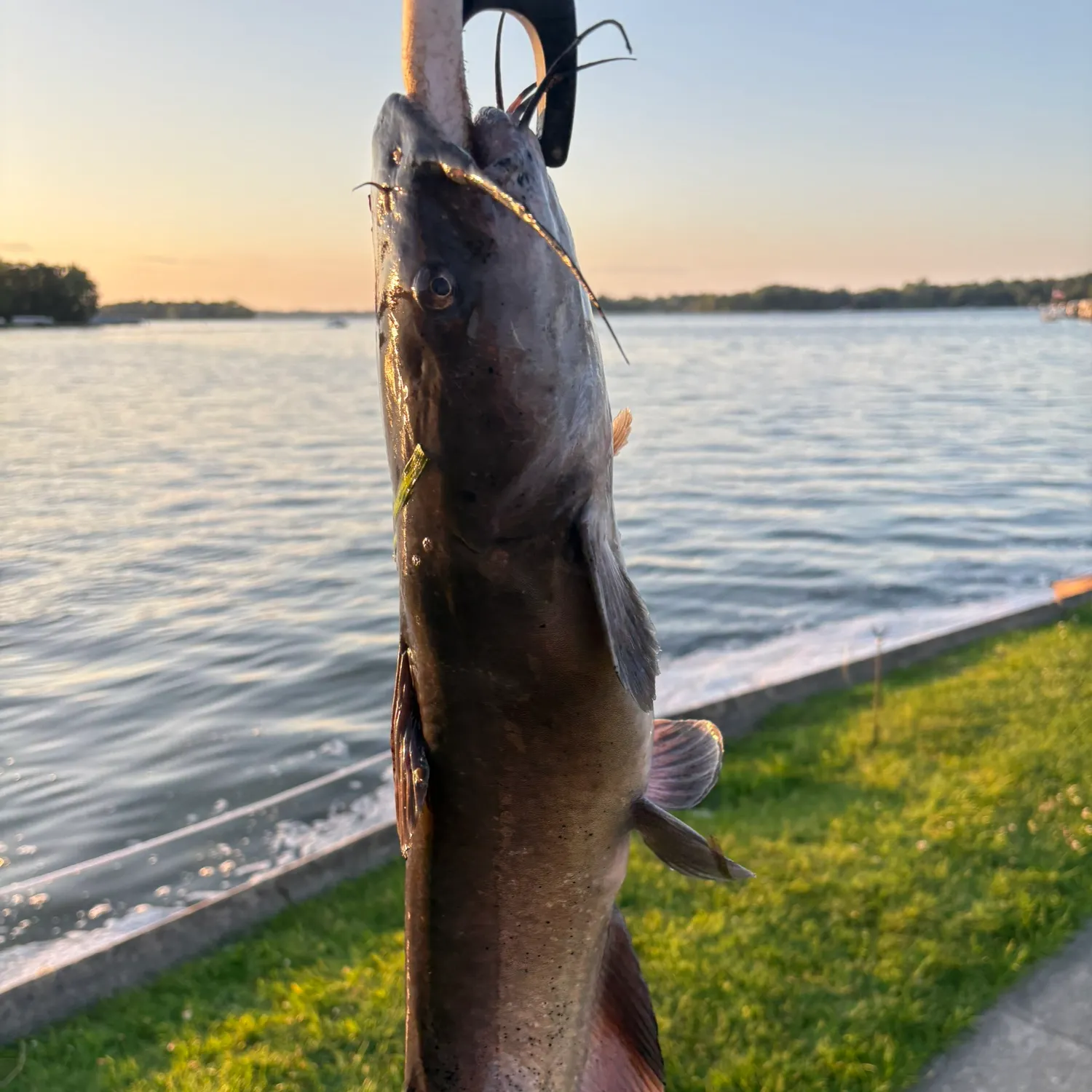 Channel catfish caught on Fishbrain