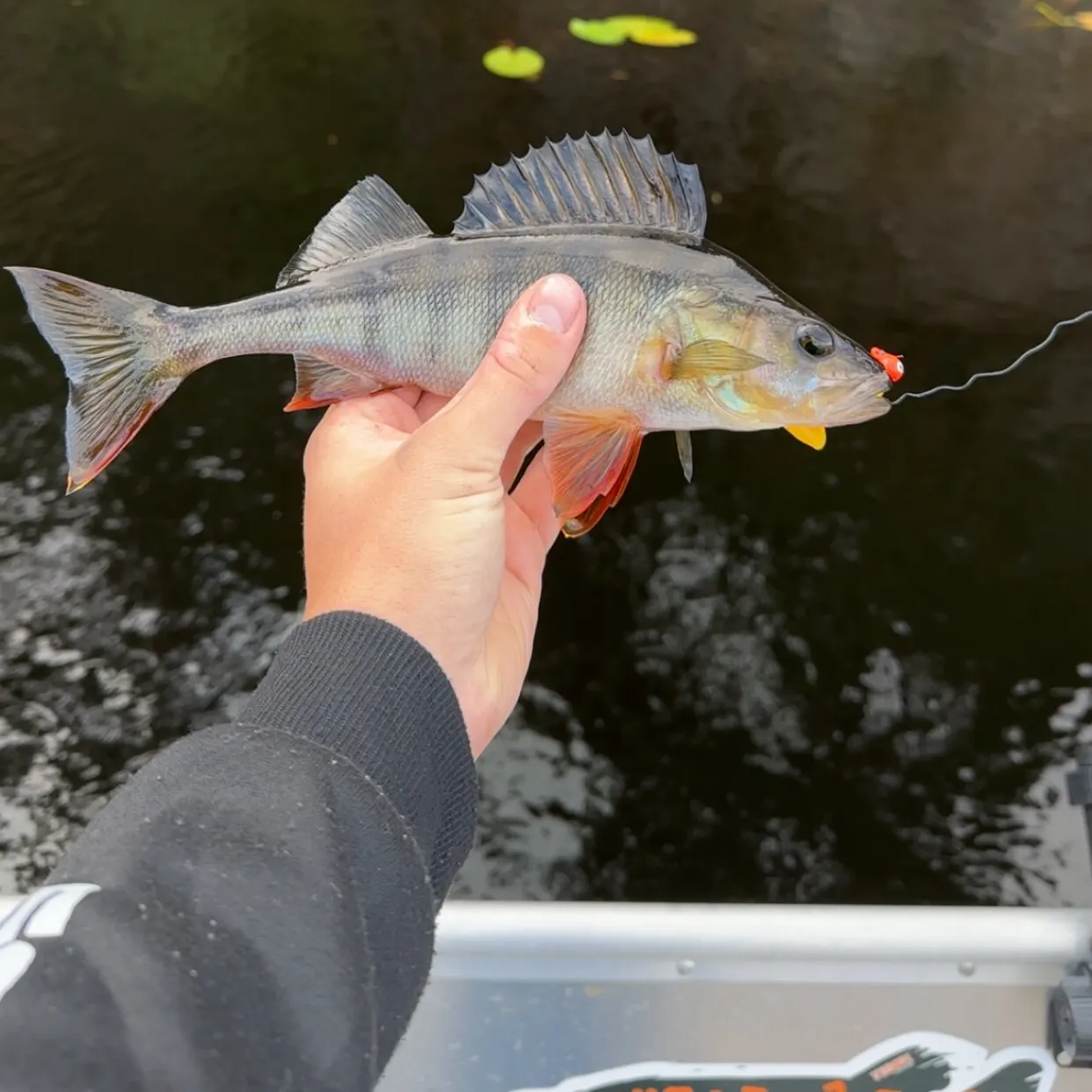 European perch caught on Fishbrain