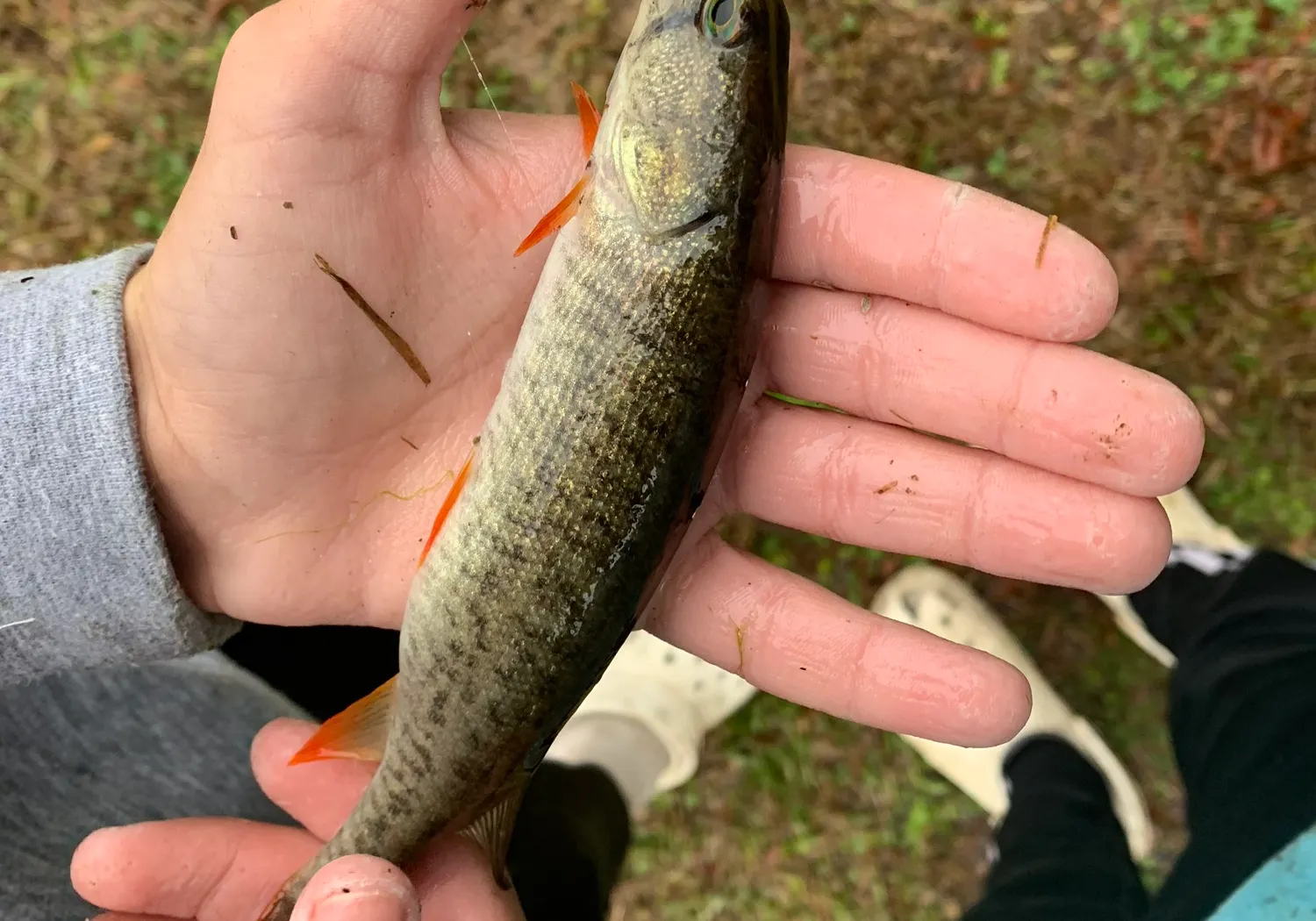 Redfin pickerel