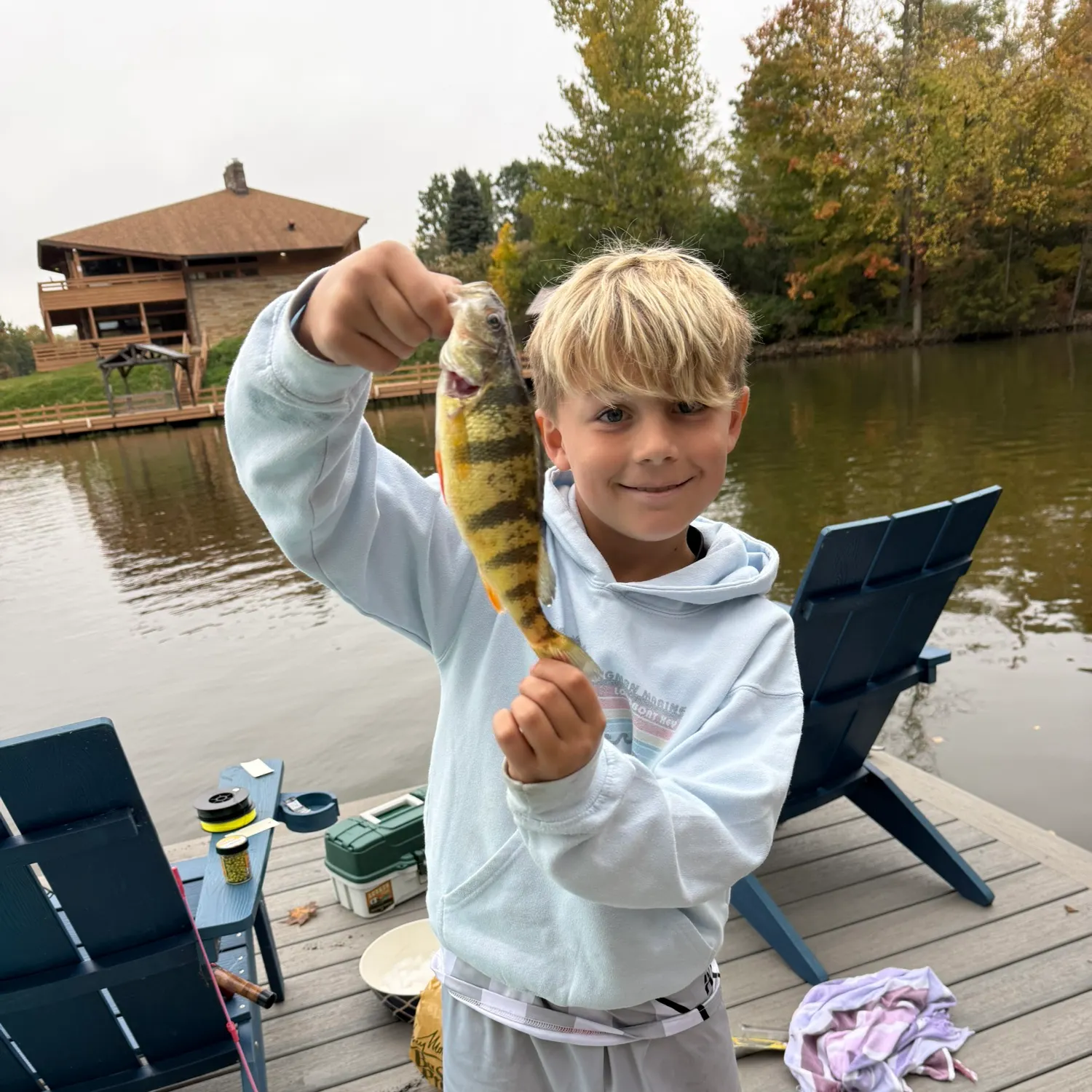 Yellow perch caught on Fishbrain