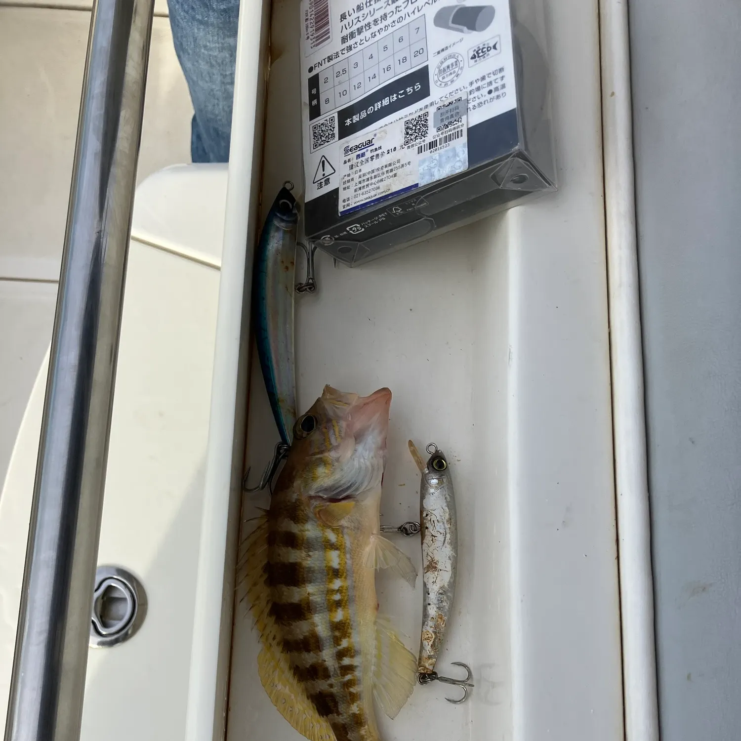 The most recent Dusky grouper catches on Fishbrain