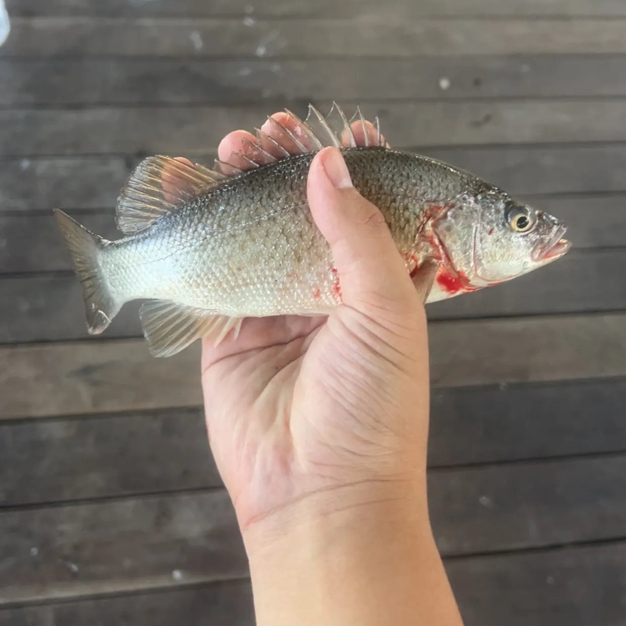 The most recent Spangled perch catches on Fishbrain