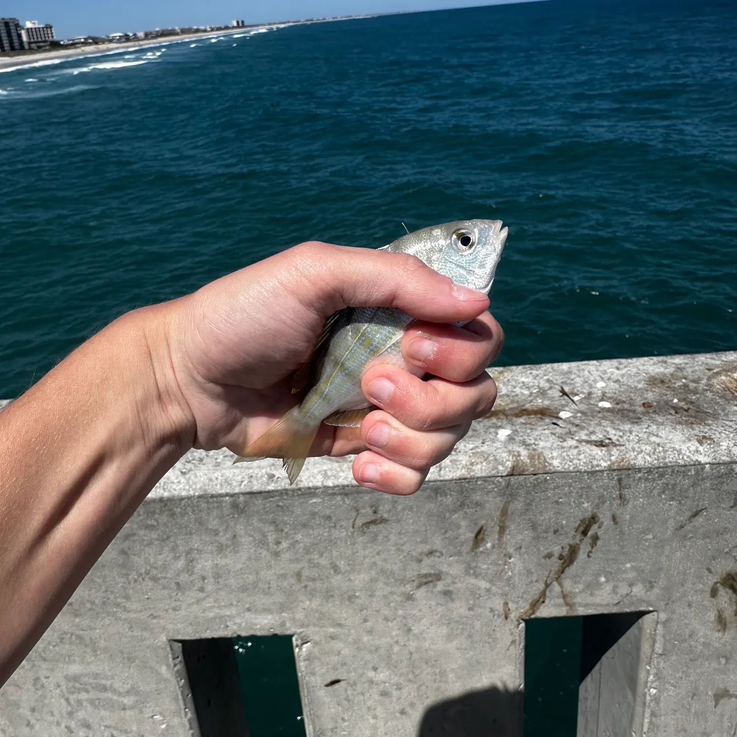 The most recent Pinfish catches on Fishbrain
