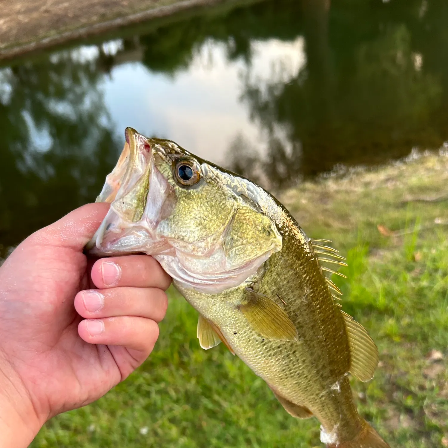 angler catch