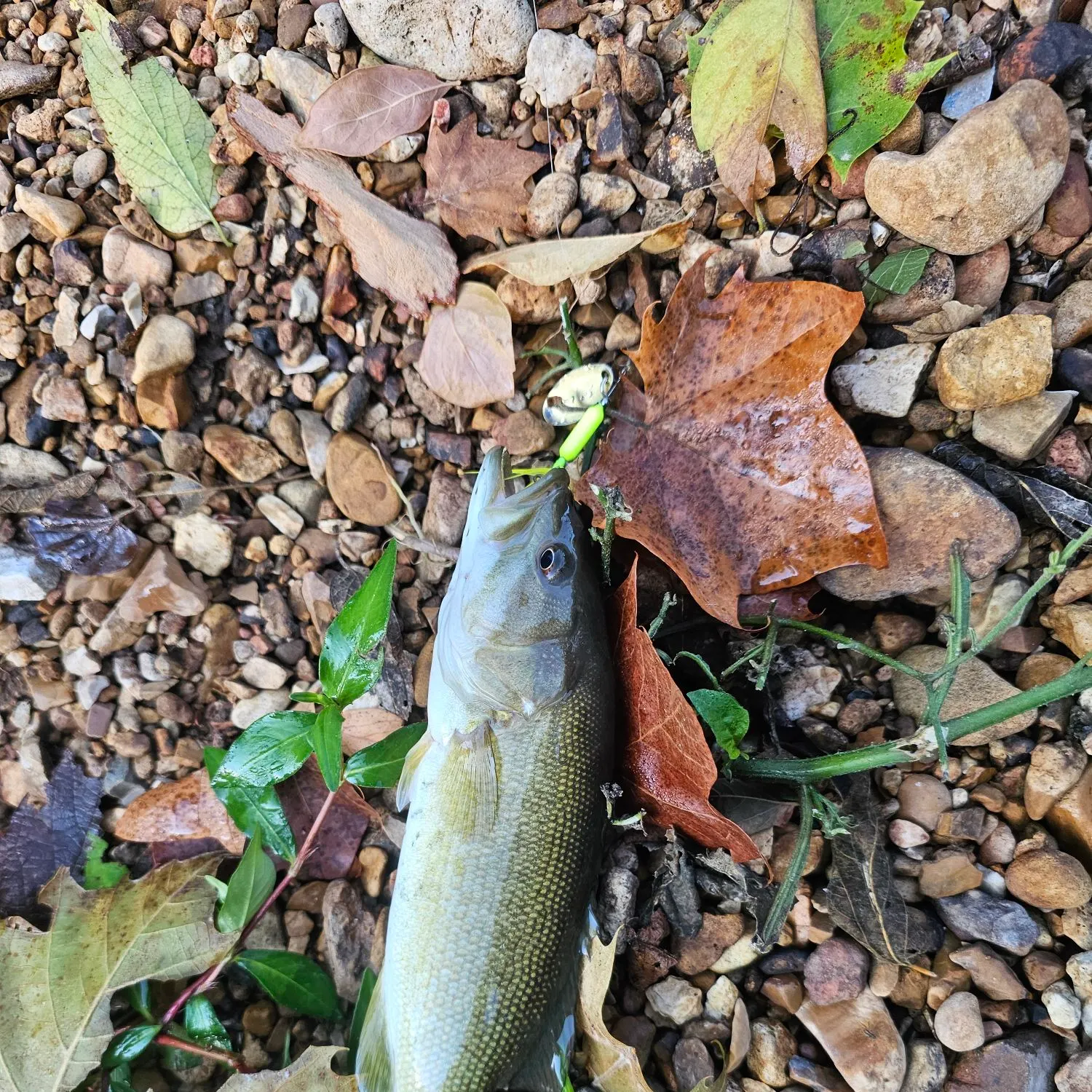 Smallmouth bass caught on Fishbrain