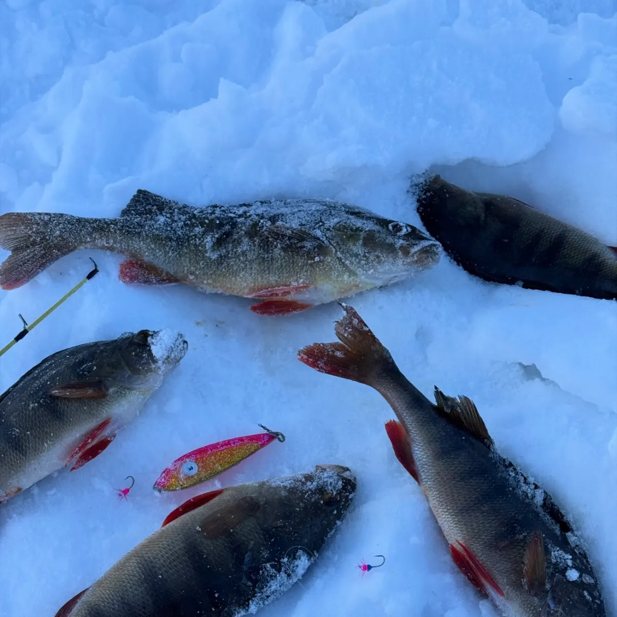 recently logged catches