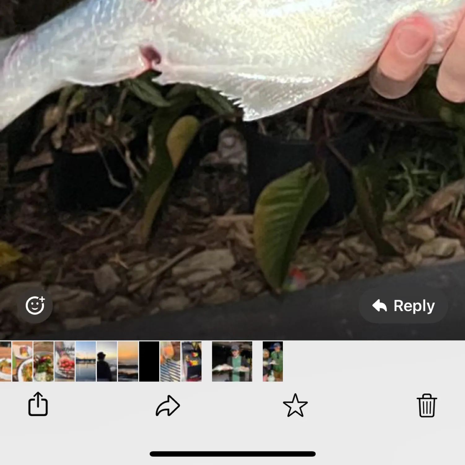 recently logged catches