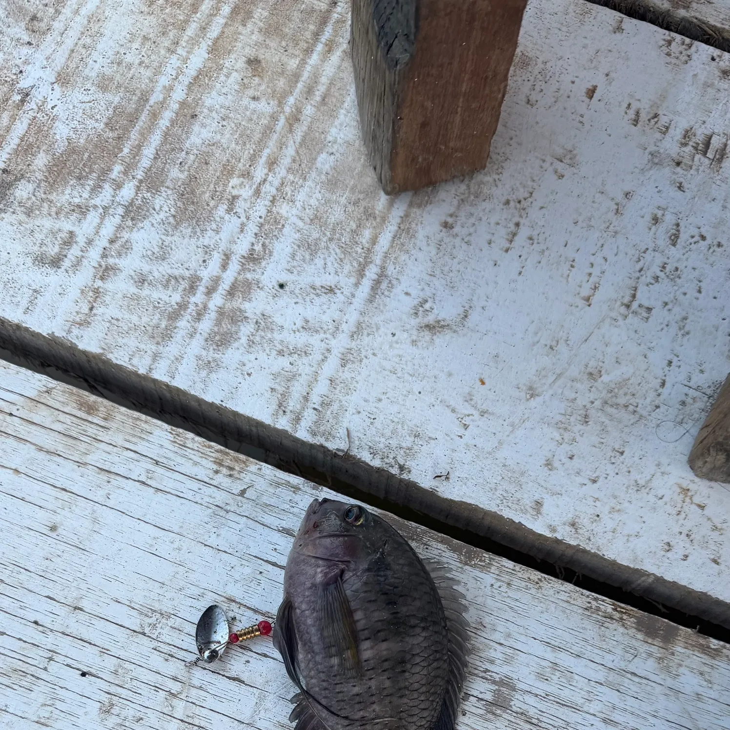 Nile tilapia caught on Fishbrain