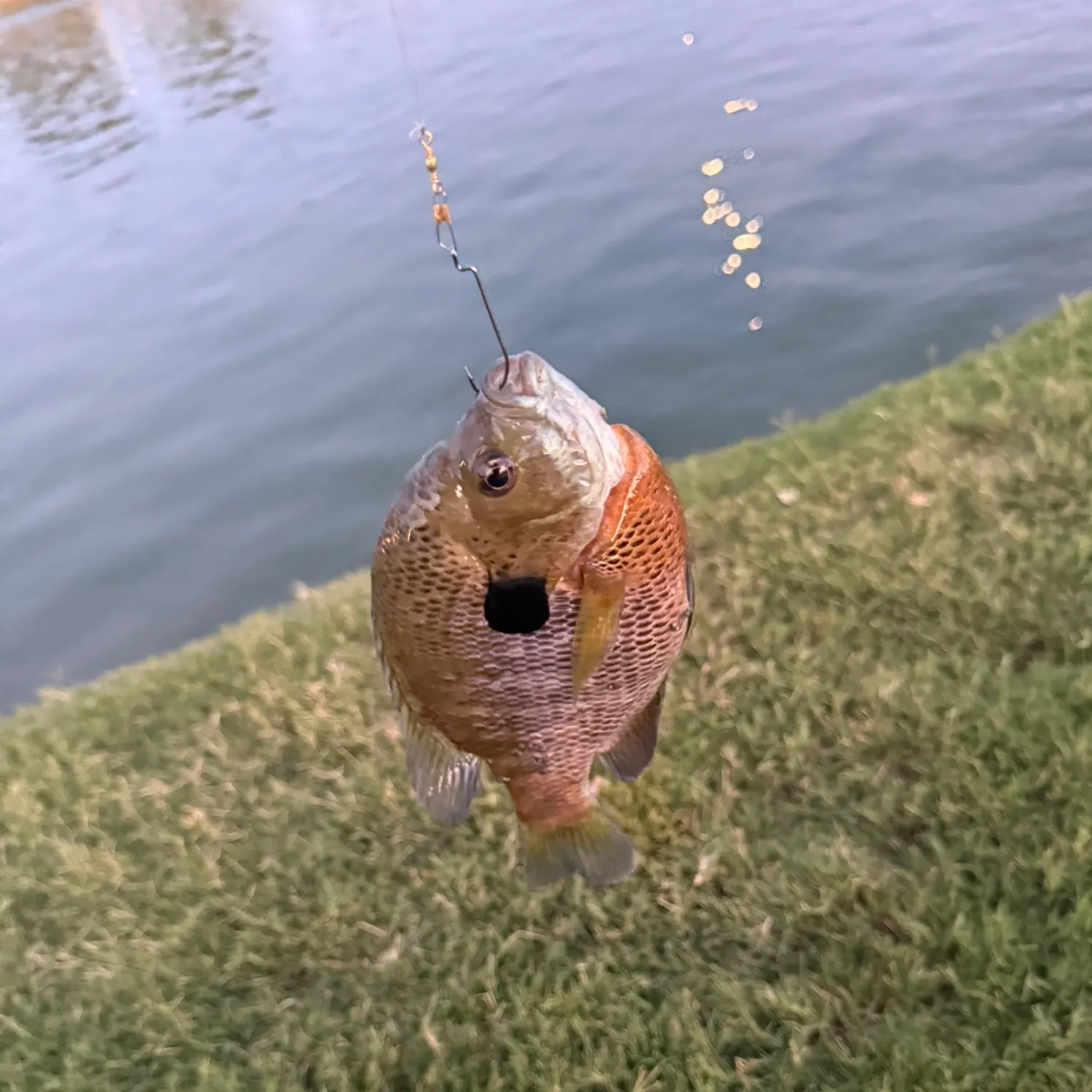 Bluegill caught on Fishbrain
