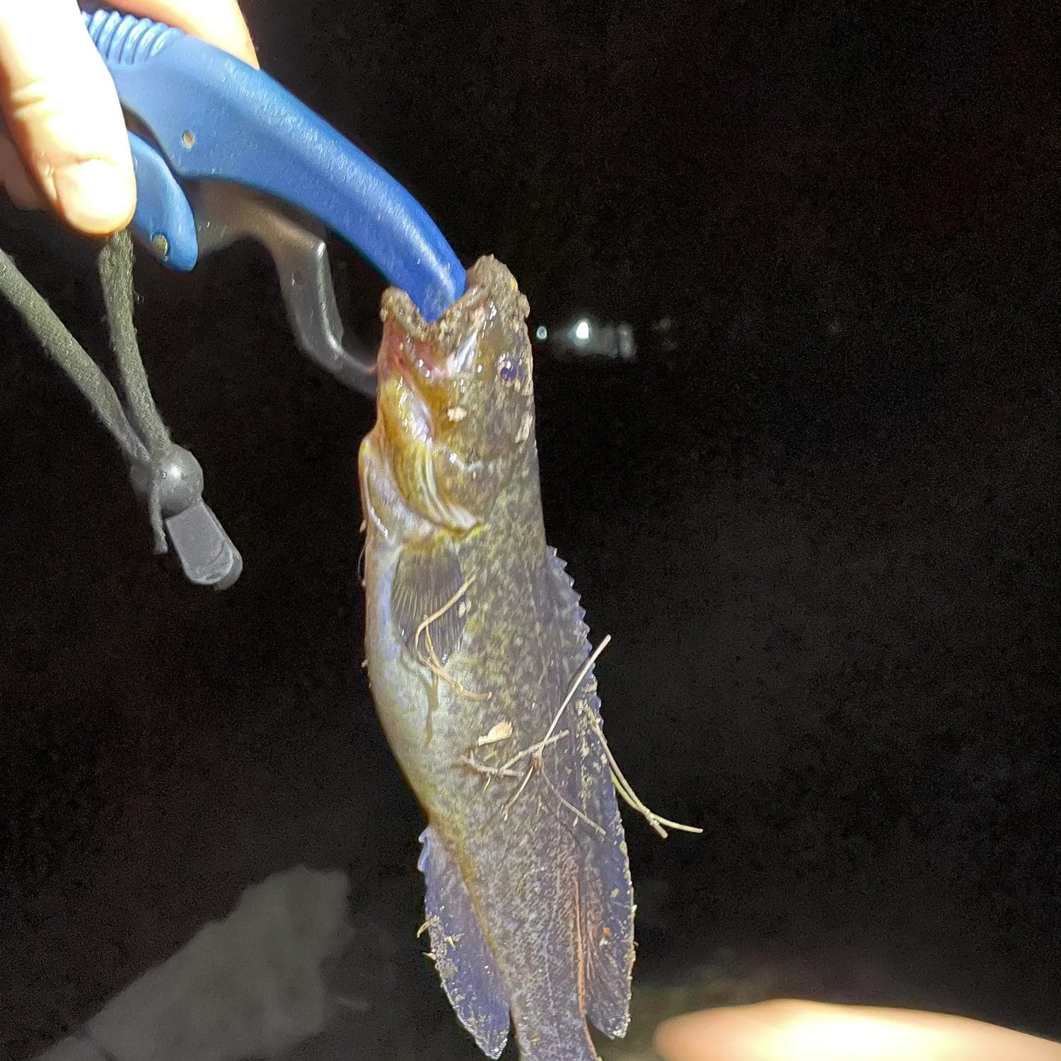 Brown trout caught on Fishbrain