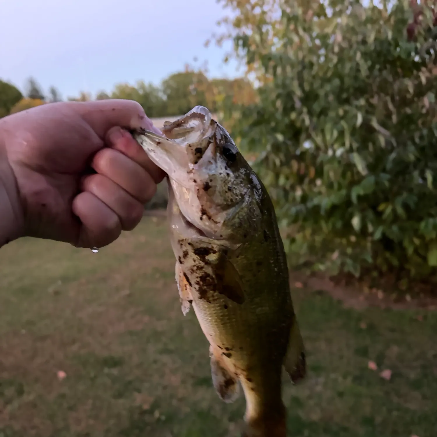 Fish caught on Fishbrain