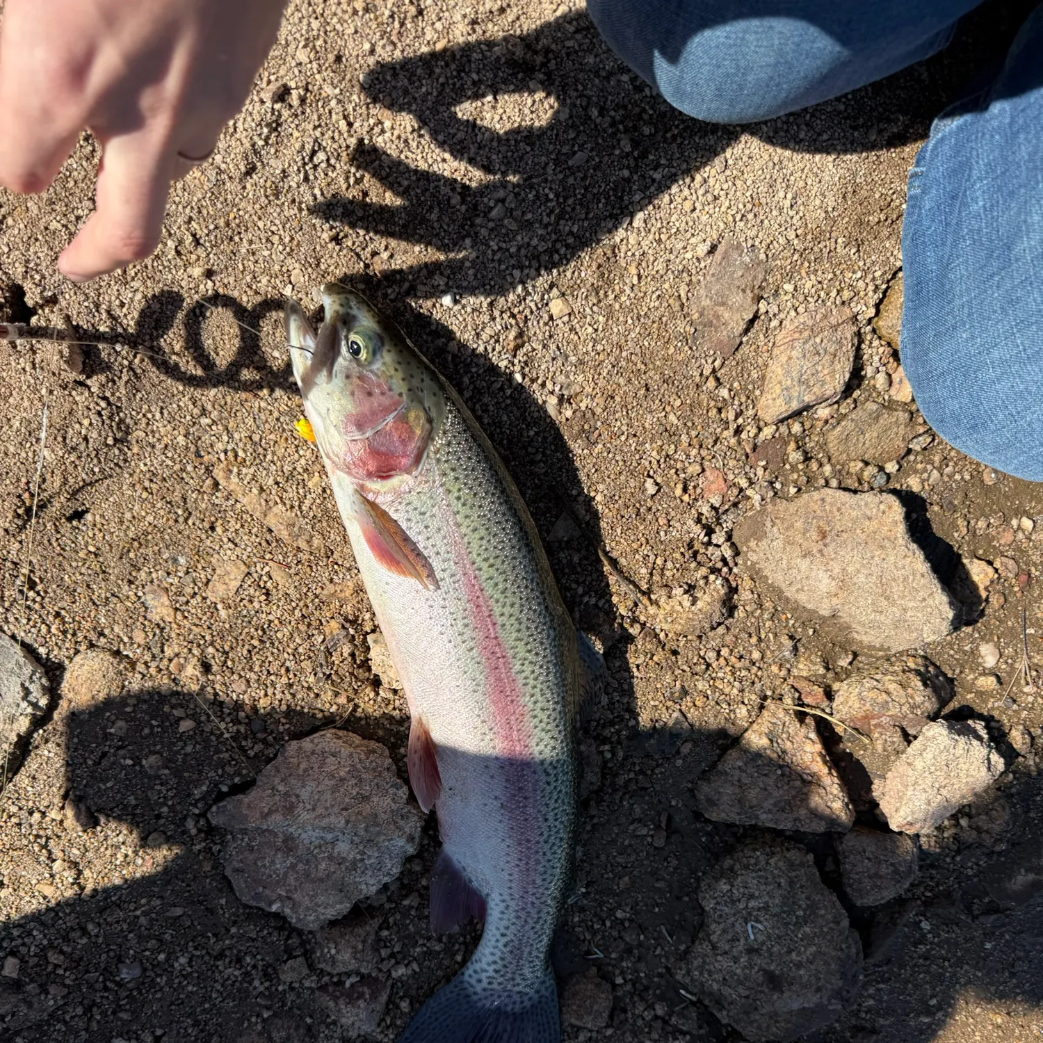 The most recent Cutbow catches on Fishbrain