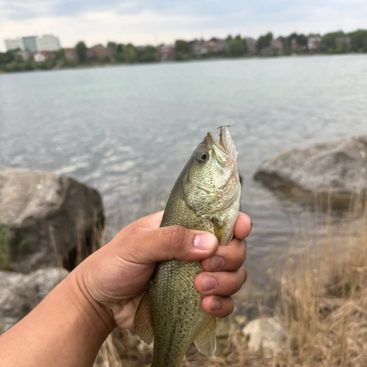 catch