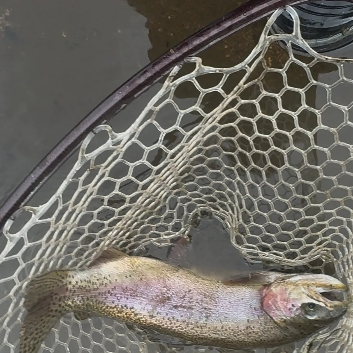 Rainbow trout caught on Fishbrain