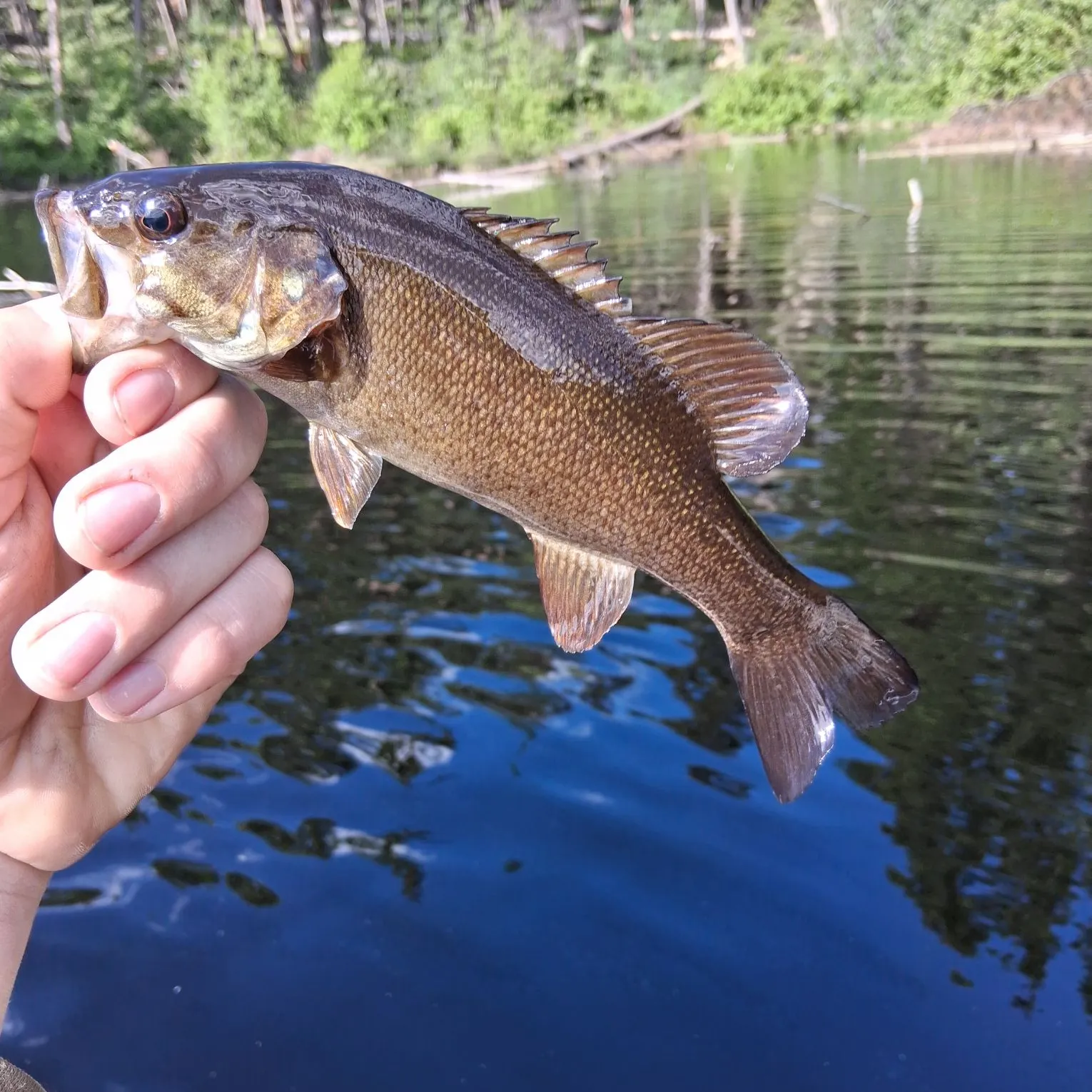 Smallmouth bass caught on Fishbrain