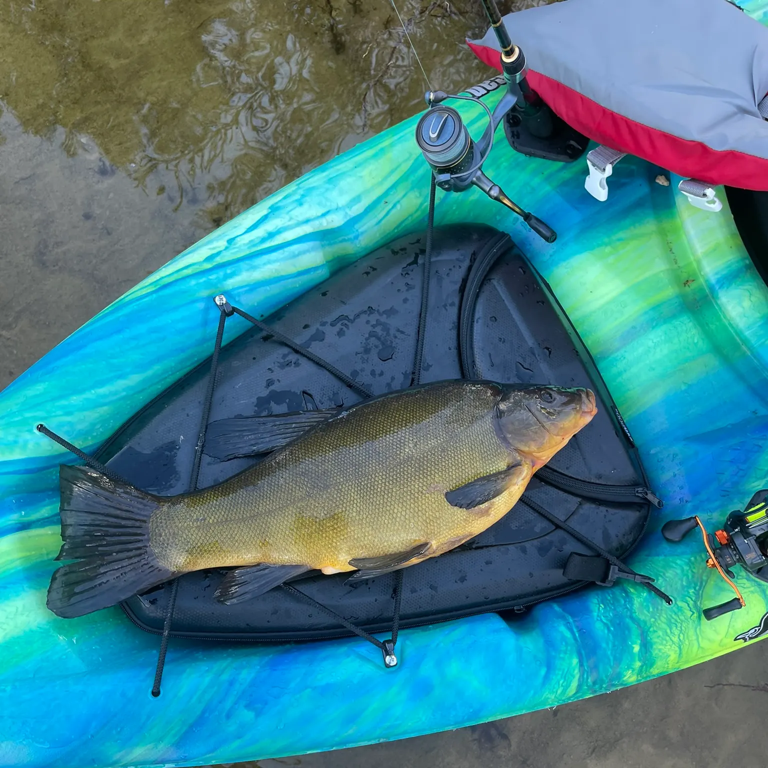 The most recent Tench catches on Fishbrain