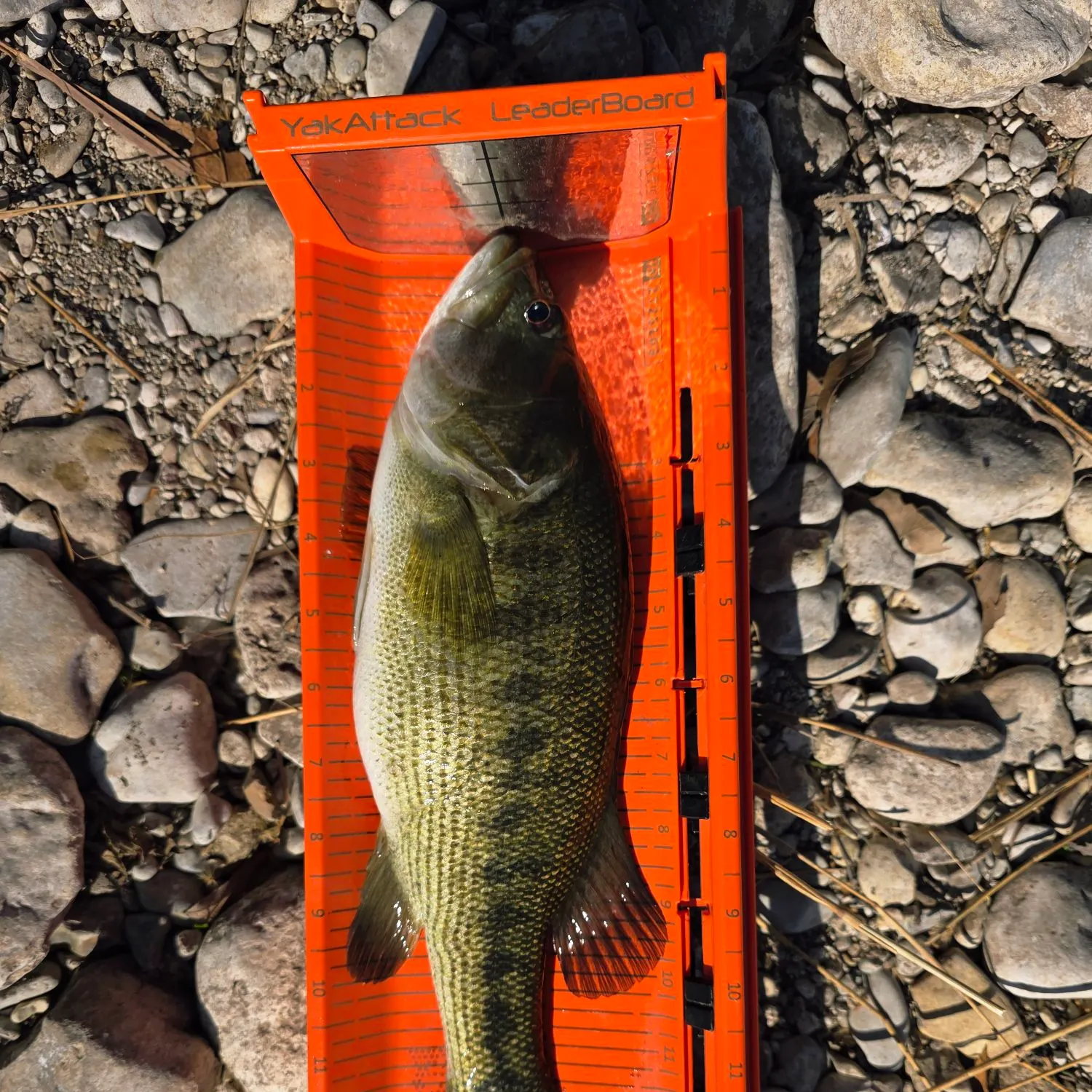 The most recent Guadalupe bass catches on Fishbrain