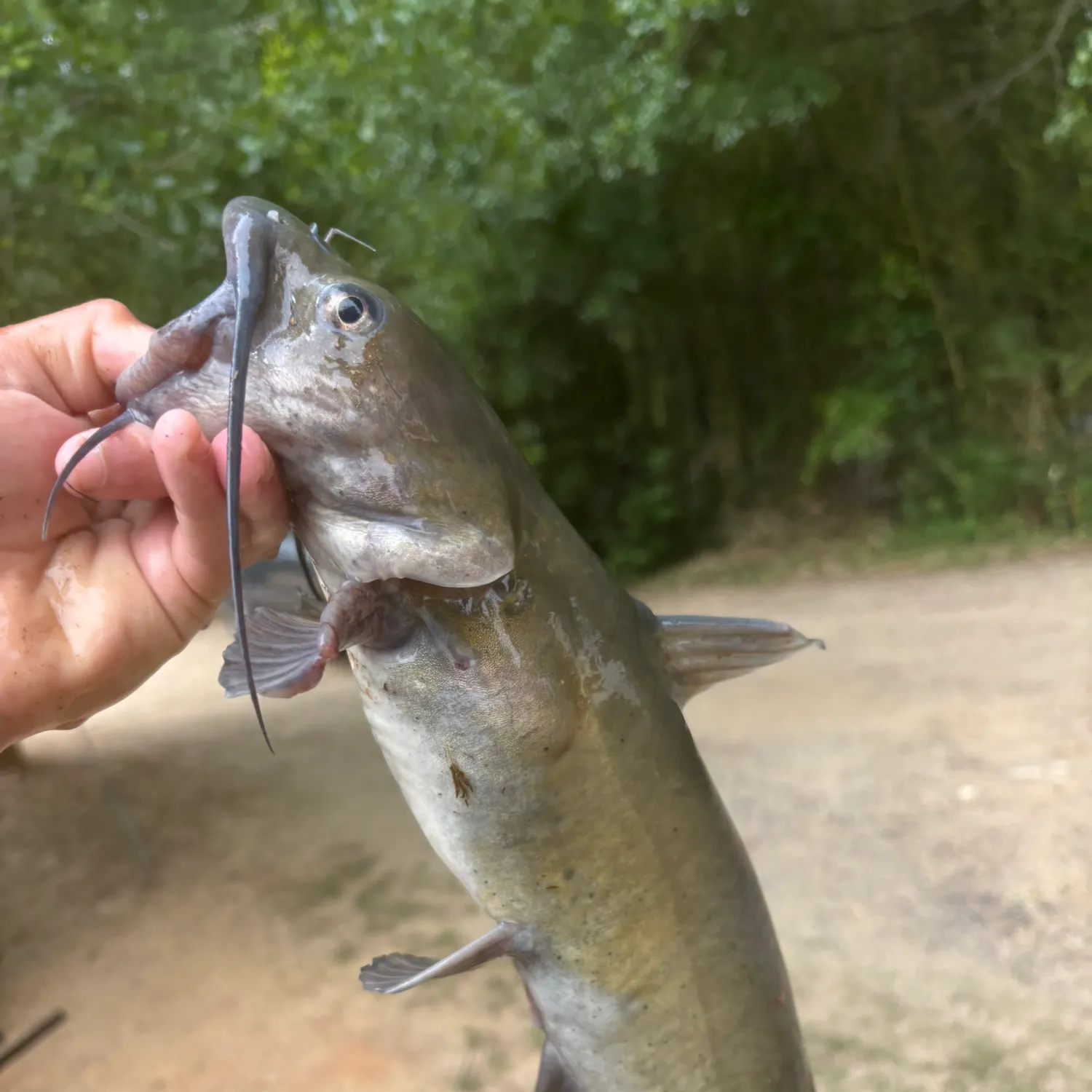 angler catch