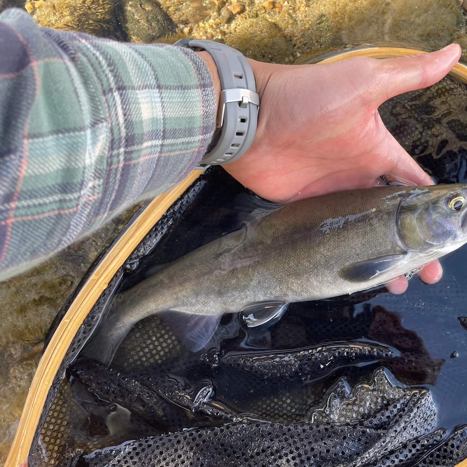 Kokanee salmon caught on Fishbrain