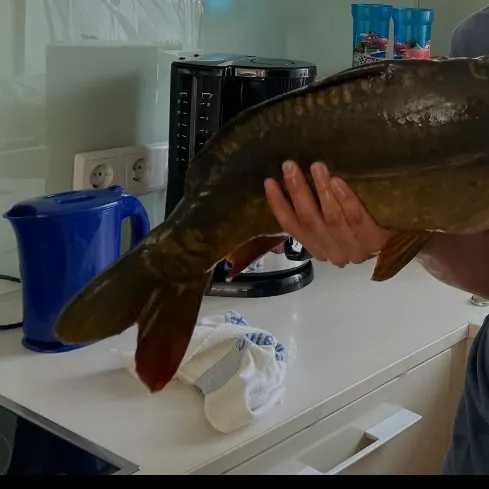 Leather carp caught on Fishbrain