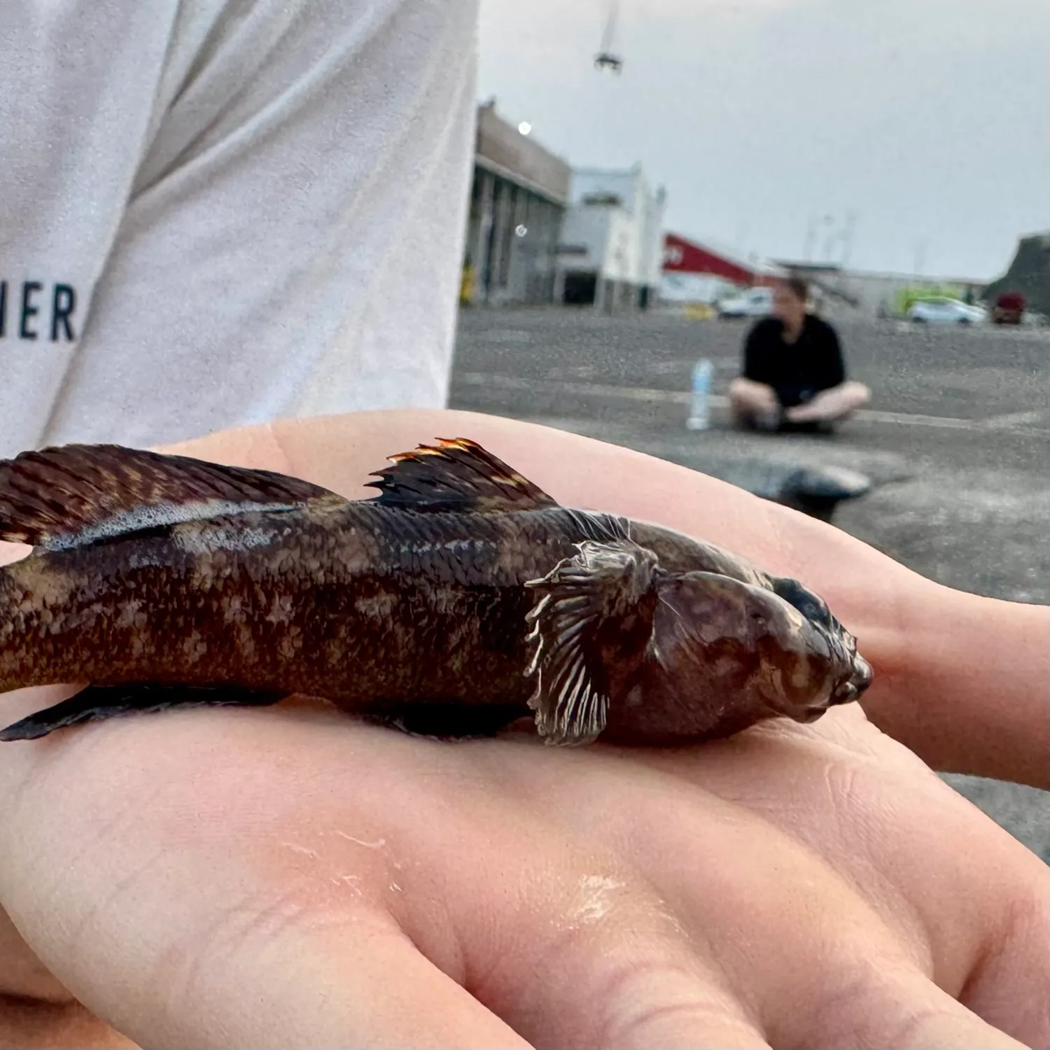 Rock goby caught on Fishbrain
