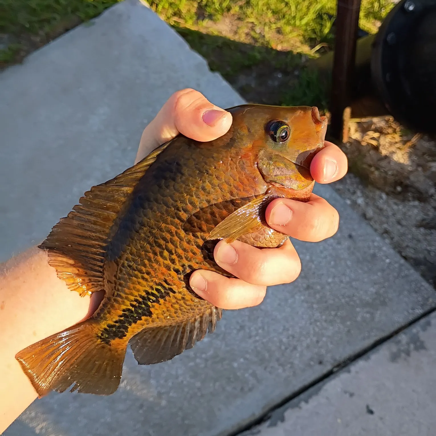 The most recent Redhead cichlid catches on Fishbrain