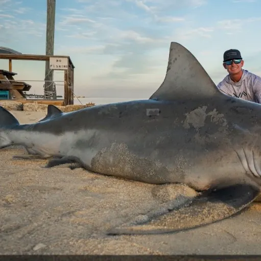 Bull shark caught on Fishbrain