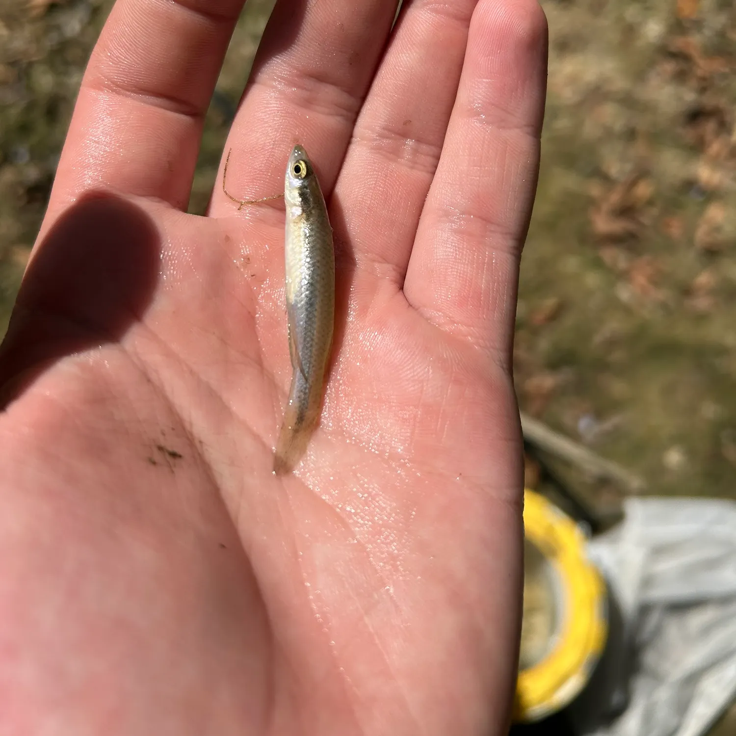 Sand shiner caught on Fishbrain