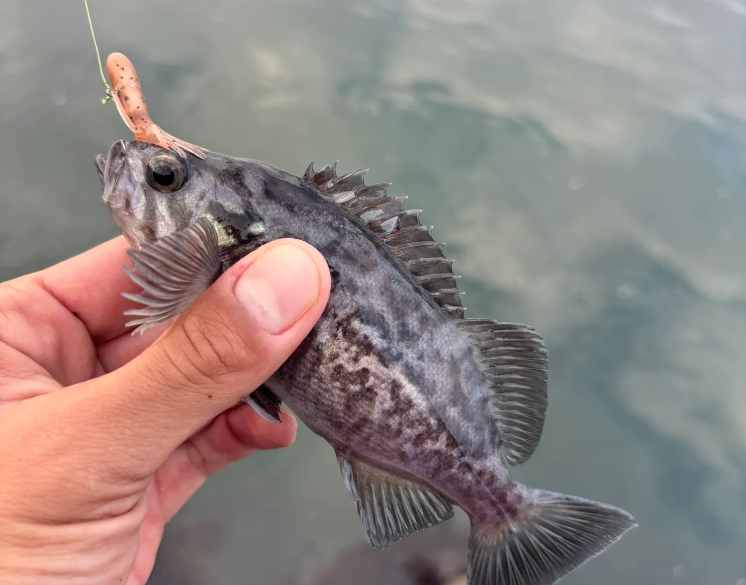 Blue rockfish