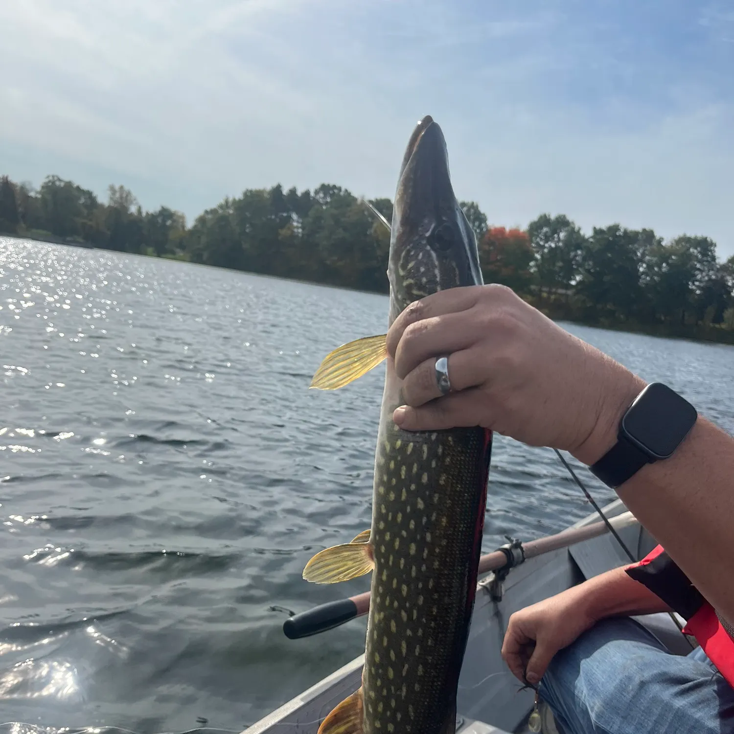 Northern pike caught on Fishbrain