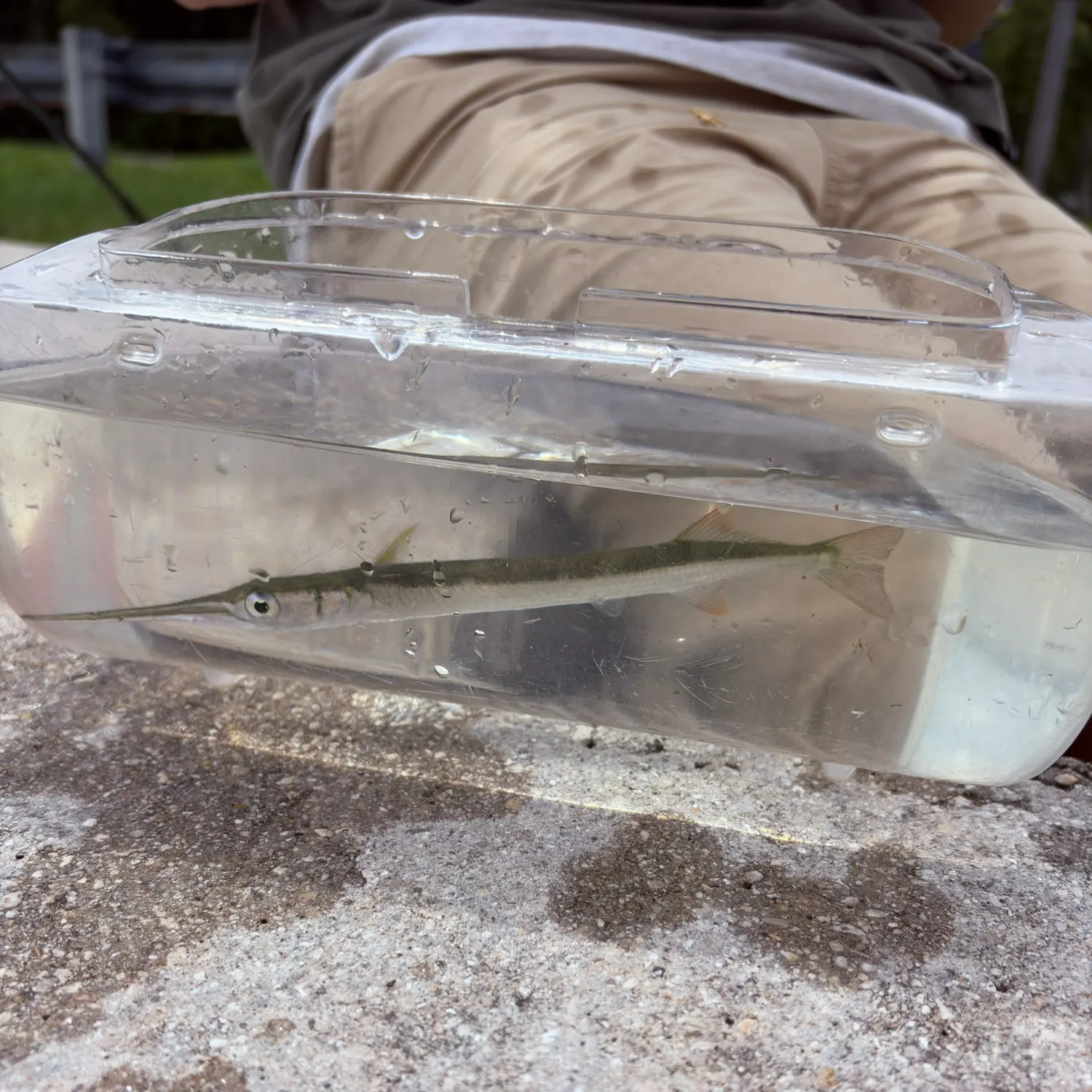The most recent Redfin needlefish catches on Fishbrain