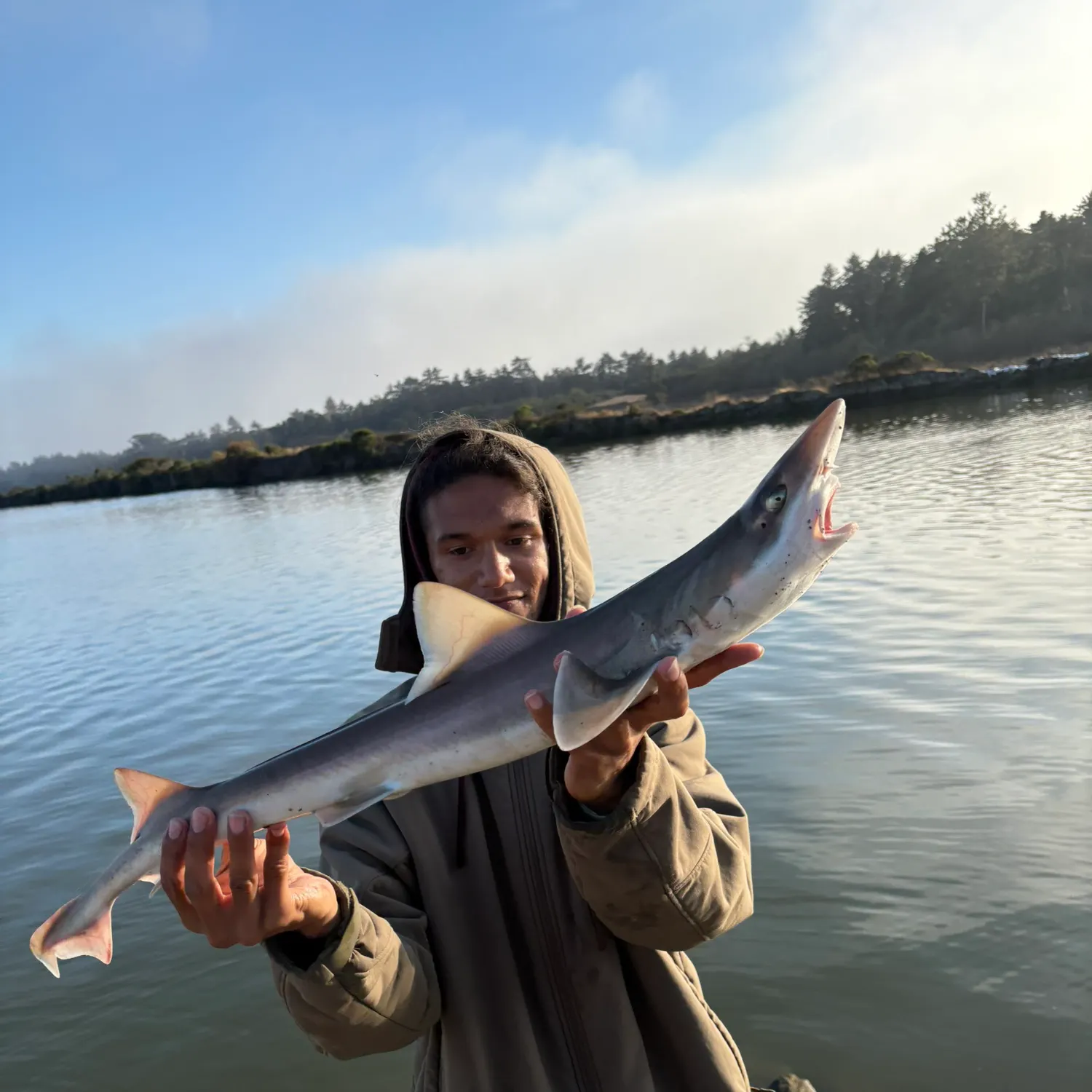 The most recent Grey smooth-hound catches on Fishbrain