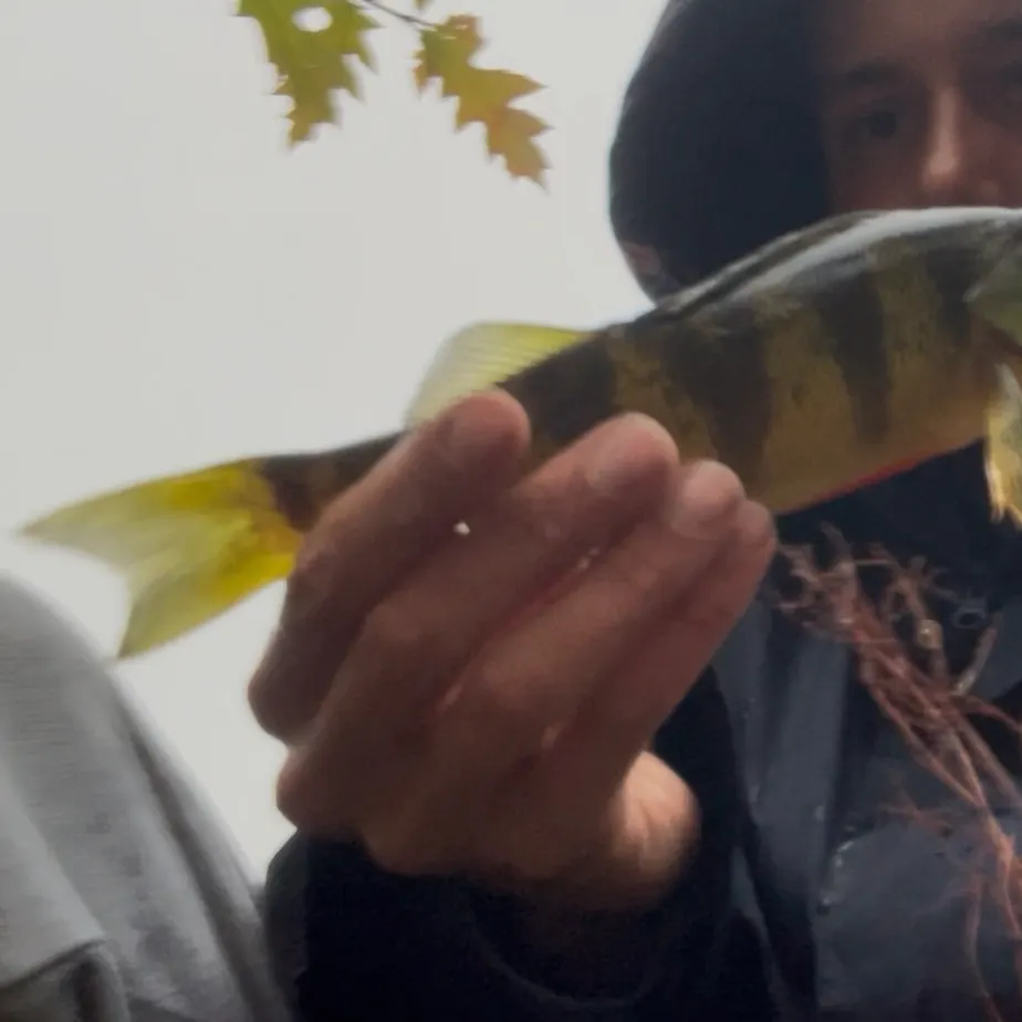 Yellow perch caught on Fishbrain