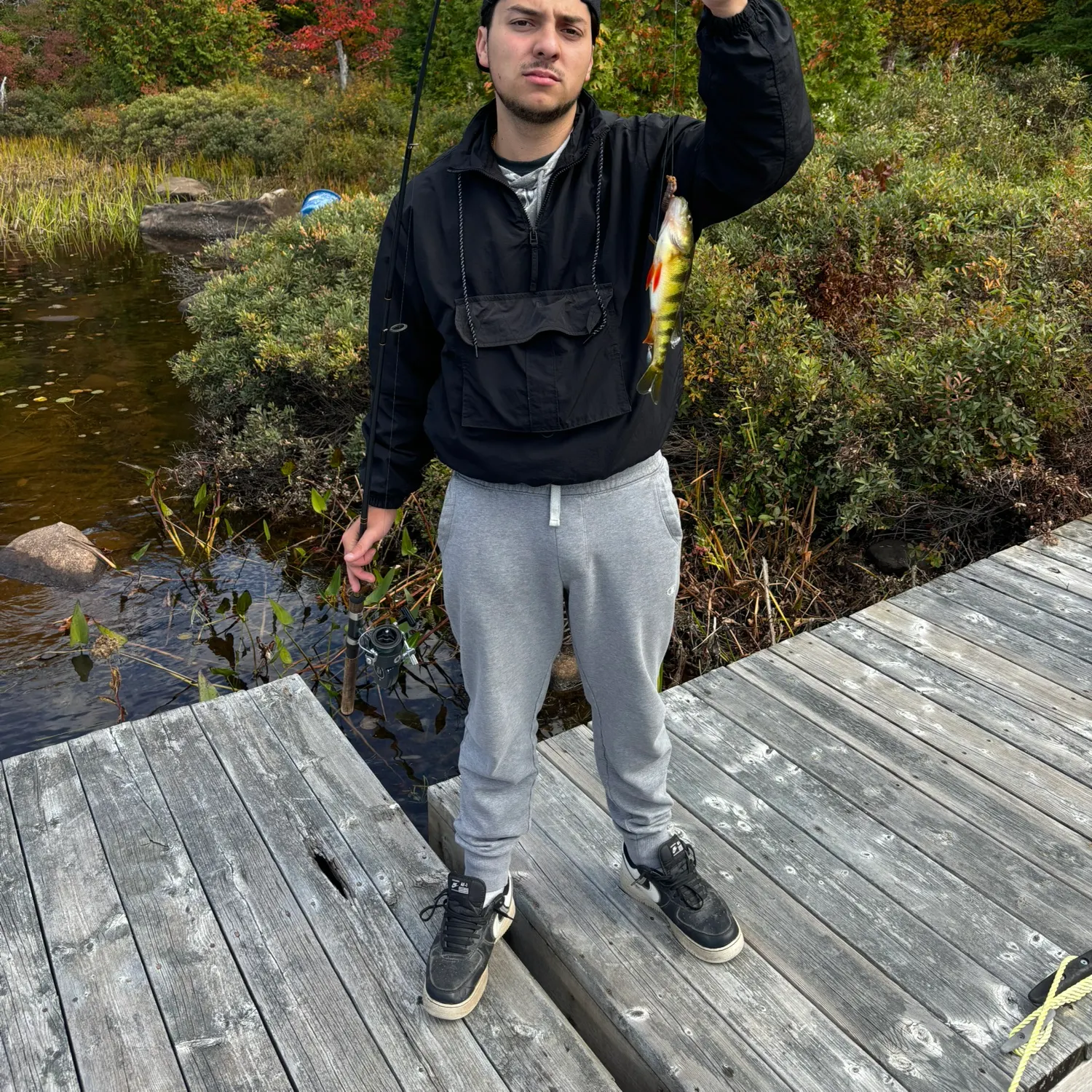 Yellow perch caught on Fishbrain