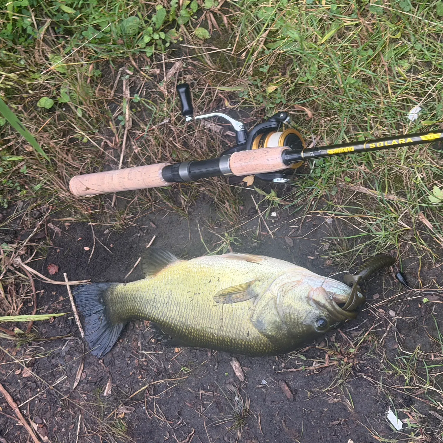 Largemouth bass caught on Fishbrain
