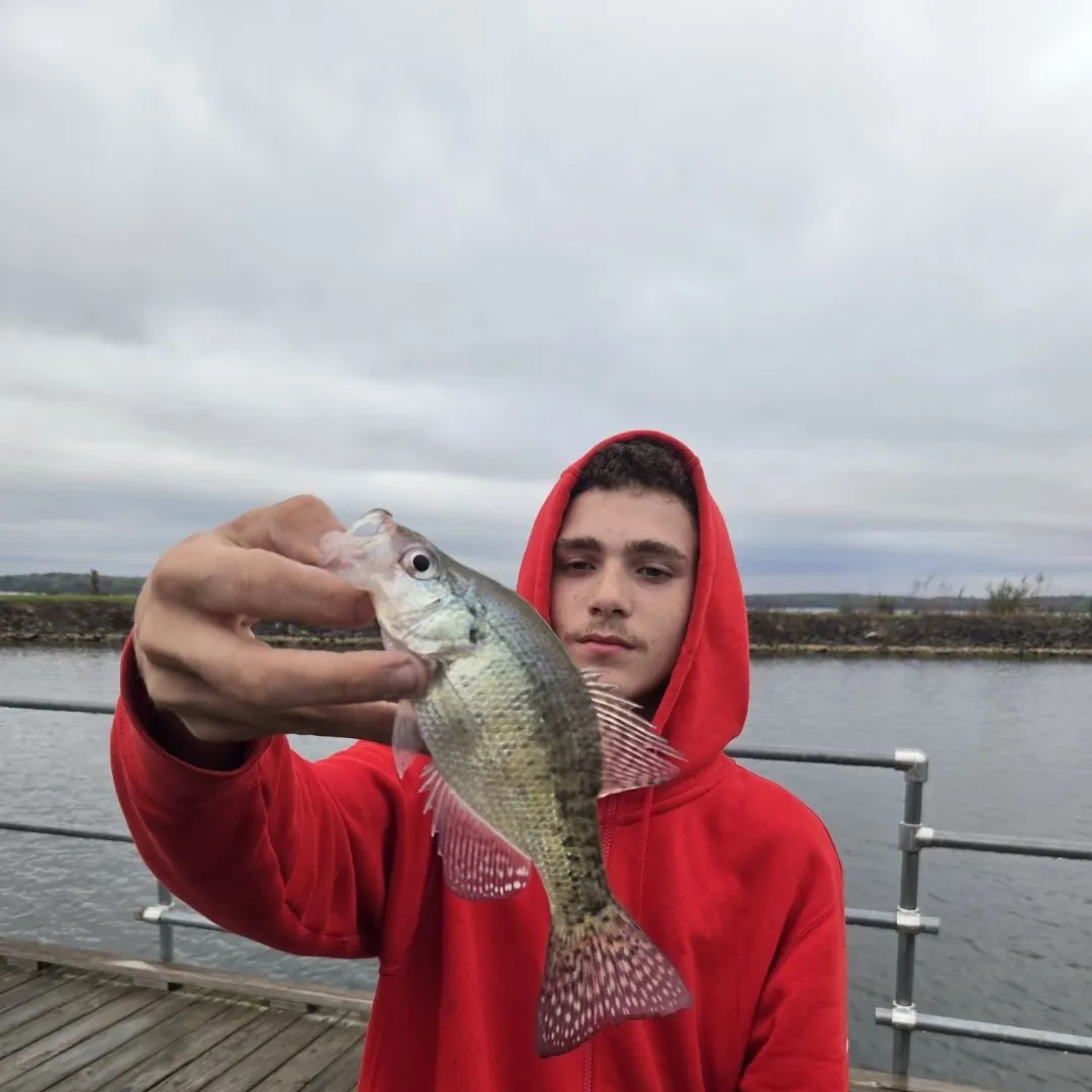 White crappie caught on Fishbrain