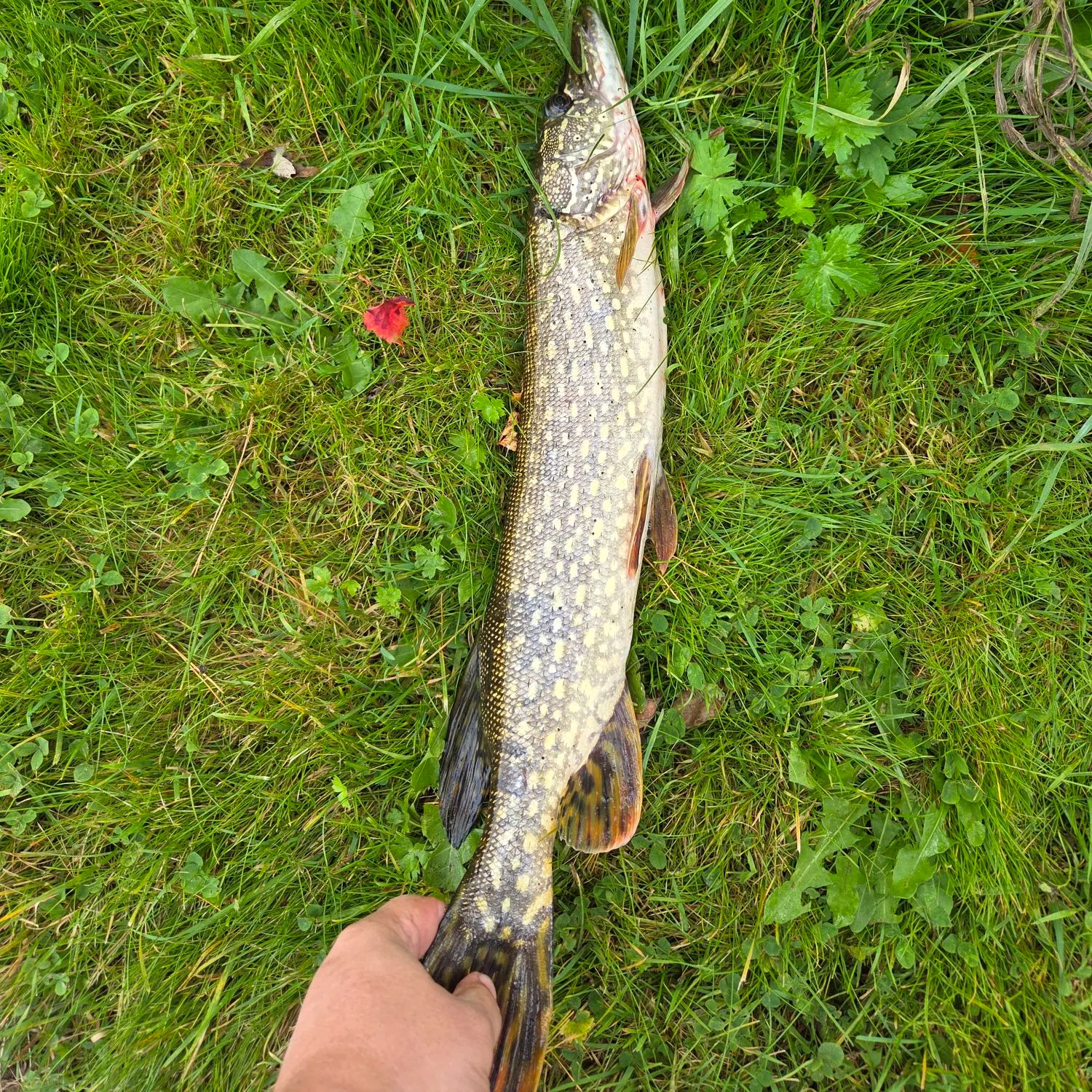 Northern pike caught on Fishbrain