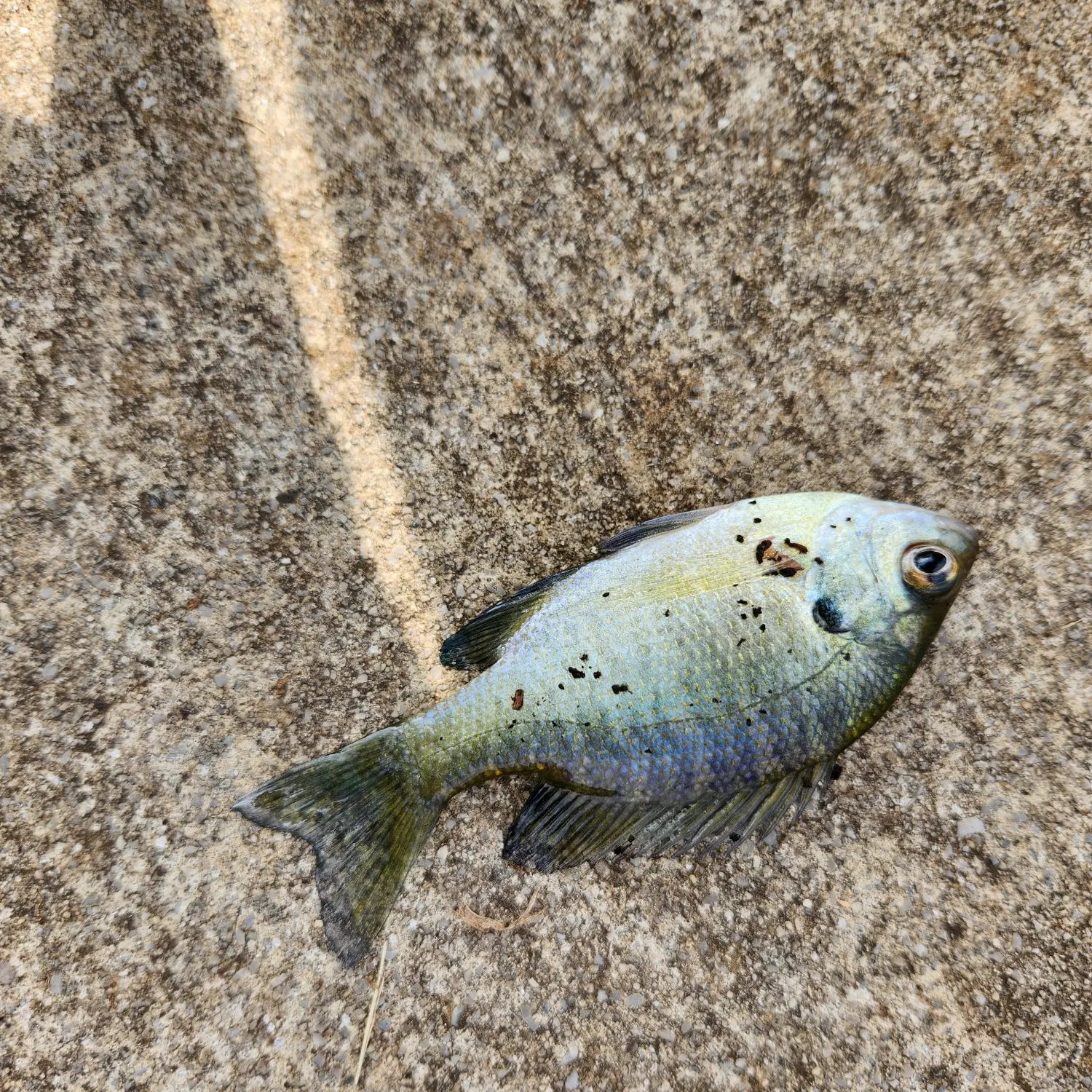 Bluegill caught on Fishbrain