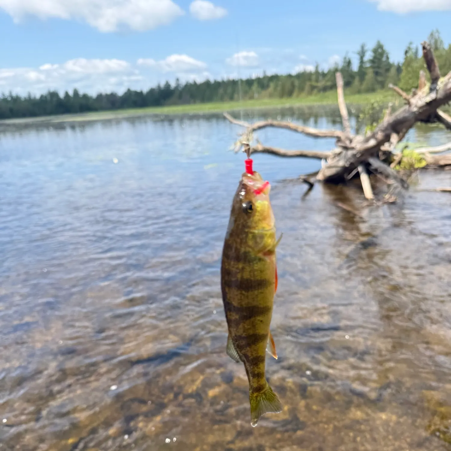 Yellow perch caught on Fishbrain