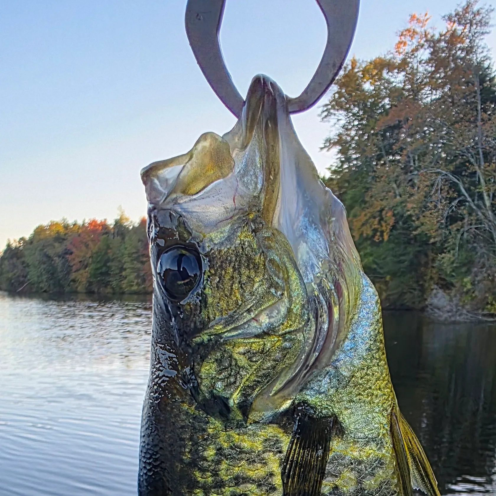 Black crappie caught on Fishbrain