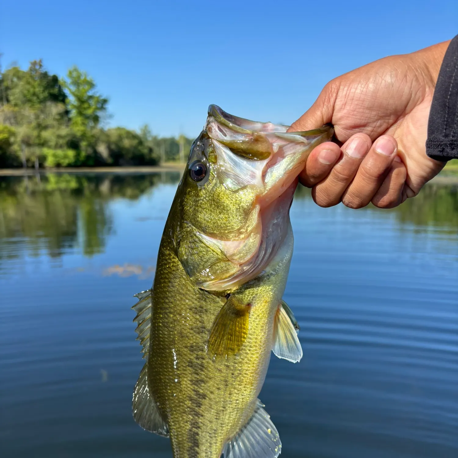 Largemouth bass caught on Fishbrain
