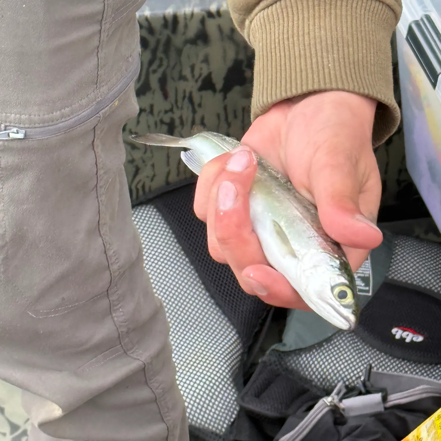 The most recent Coho salmon catches on Fishbrain