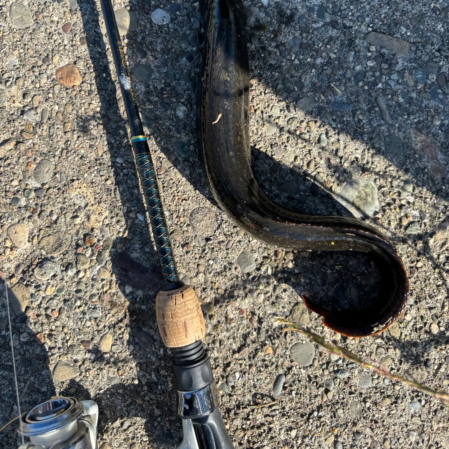 The most recent Monkeyface prickleback catches on Fishbrain