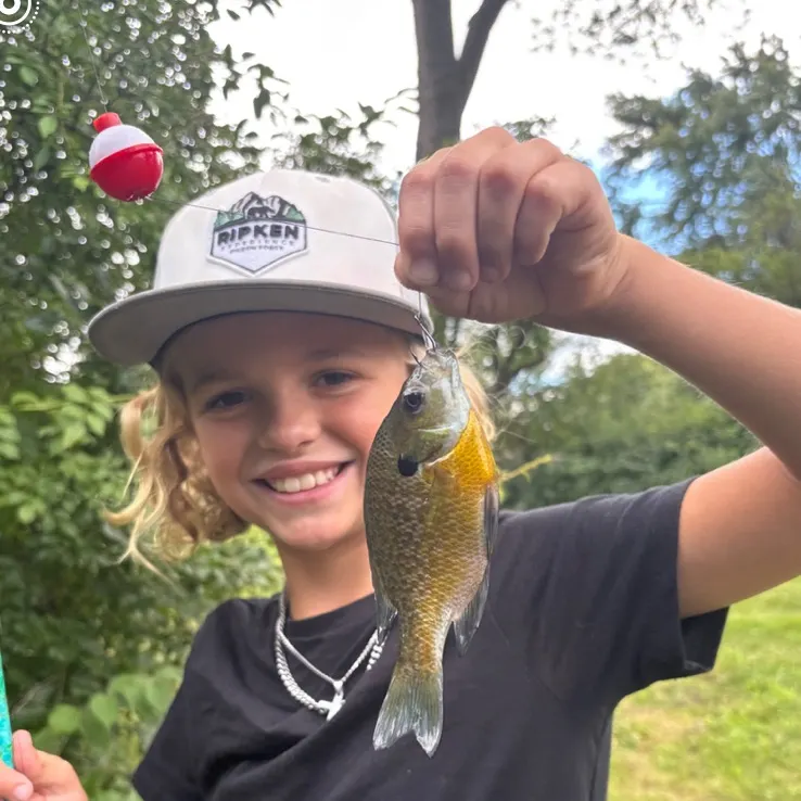 The most recent Bluegill catches on Fishbrain