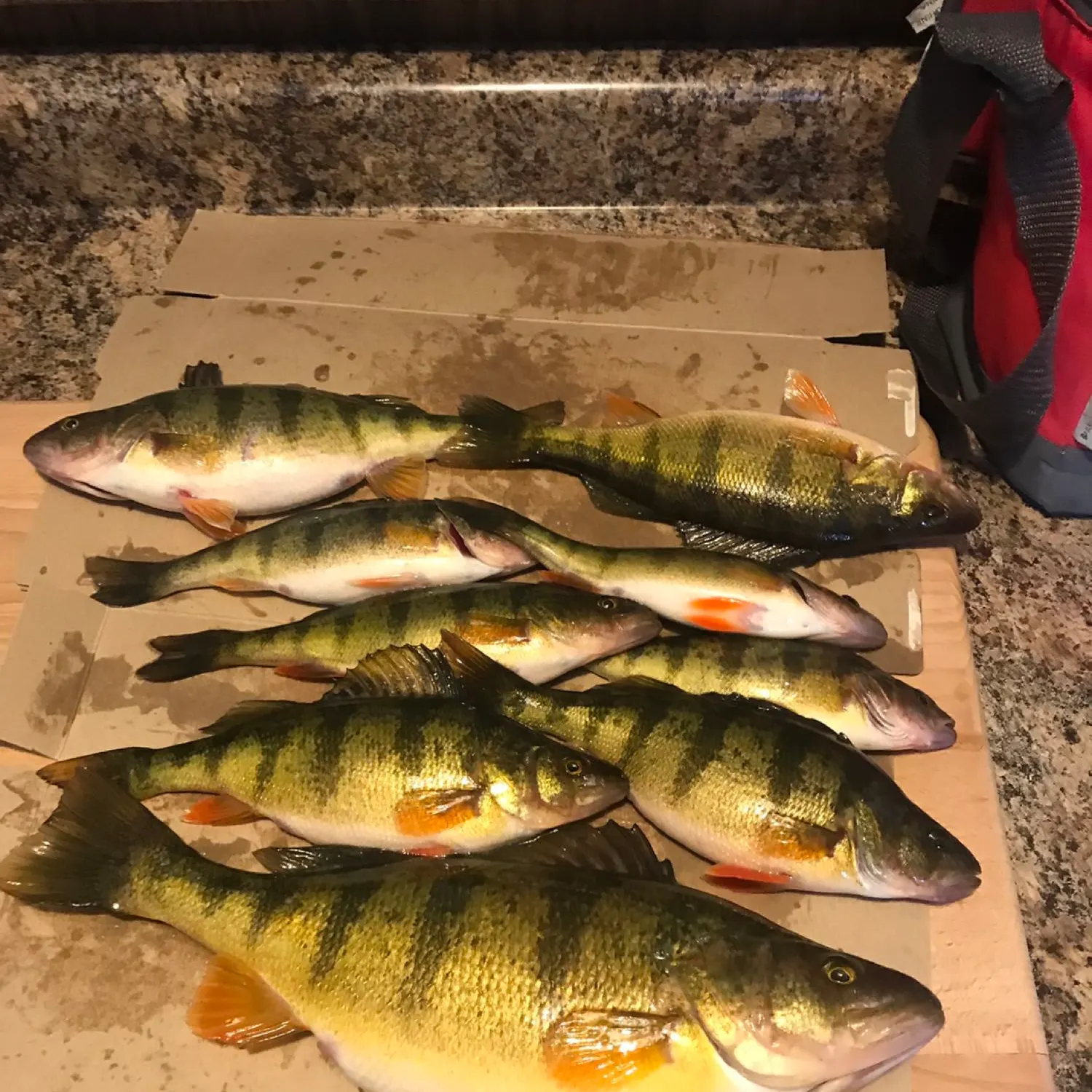 recently logged catches