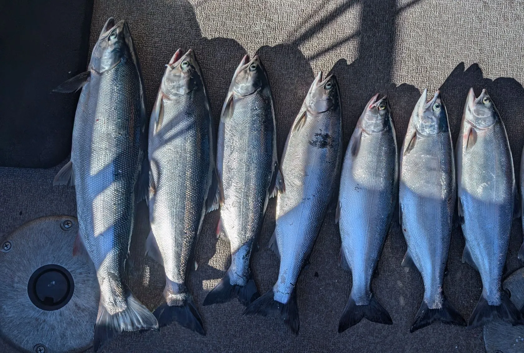 recently logged catches