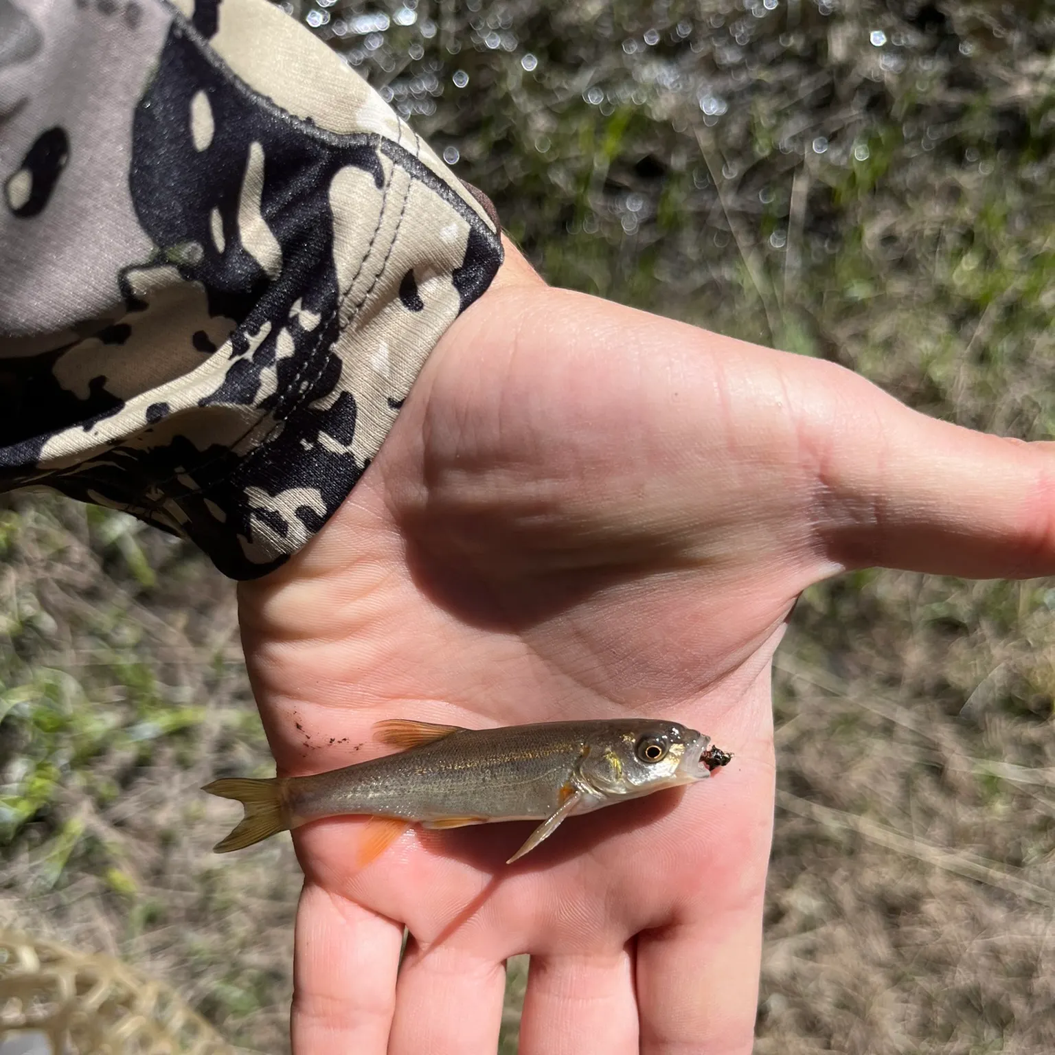 The most recent Rio Grande chub catches on Fishbrain