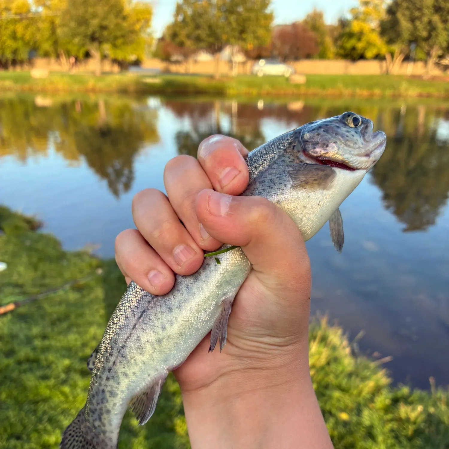 Rainbow trout caught on Fishbrain